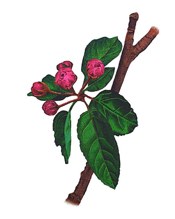 Crabapple Buds Giclee