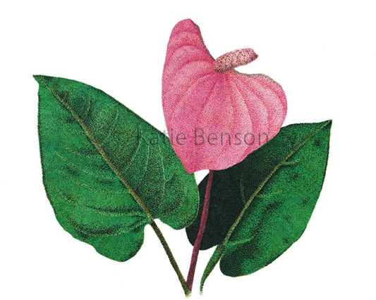 Anthurium Giclee