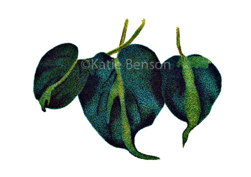 Brazil Heart-Leaf Philodendron Giclee