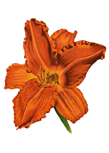 Orange Lily