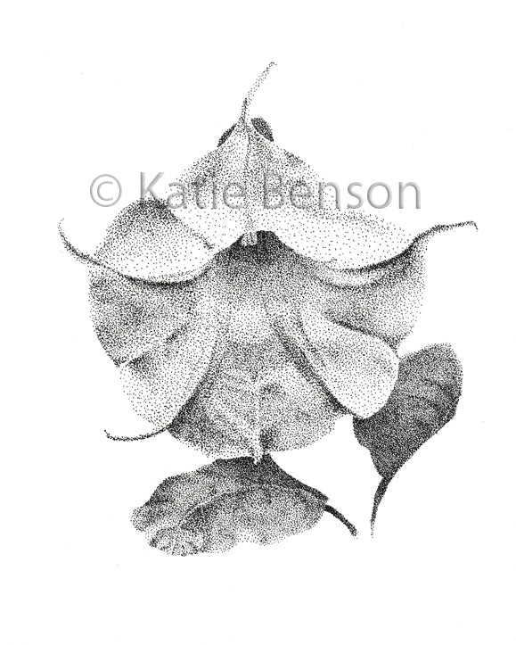 Stippled Morning Glory Giclee