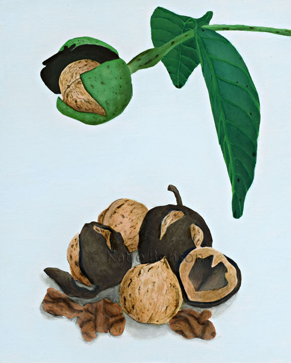 Walnuts Giclee